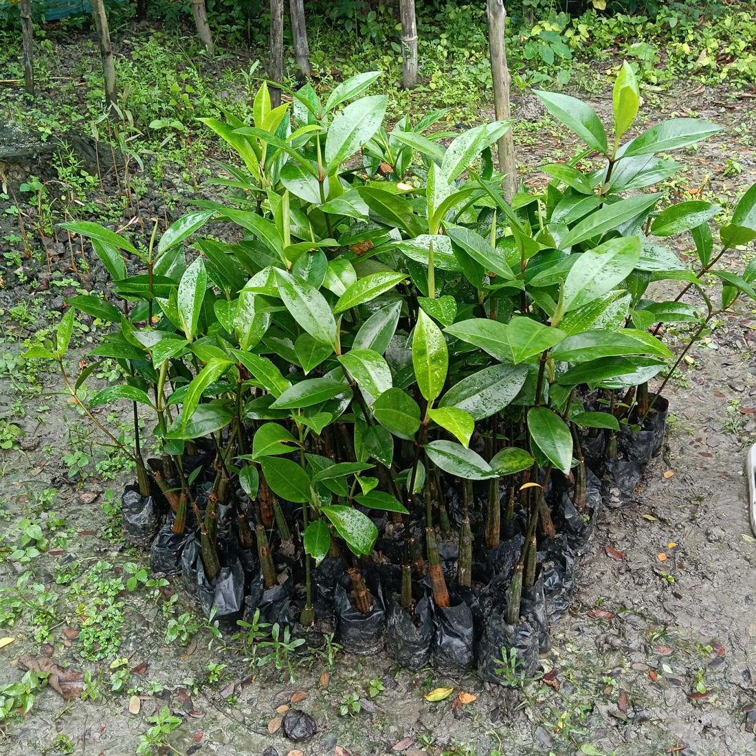 A dense block of healthy mangrove saplings in black polybags.