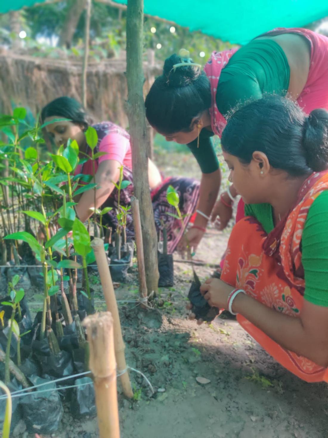 Women tending mangrove seedlings under green shade netting.